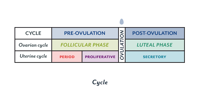 Image result for menstruation cycle"